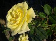 Девушка Цветы flowers, nature, wallpaper 46 обои рабочий стол