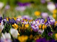 Девушка Цветы flowers, nature, wallpaper 5133 обои рабочий стол