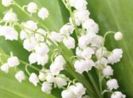 Девушка Цветы flowers, nature, wallpaper 526 обои рабочий стол