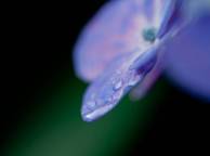 Девушка Цветы flowers, nature, wallpaper 249 обои рабочий стол