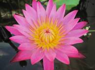 Девушка Цветы flowers, nature, wallpaper 424 обои рабочий стол