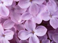 Девушка Цветы flowers, nature, wallpaper 582 обои рабочий стол