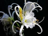 Девушка Цветы flowers, nature, wallpaper 459 обои рабочий стол