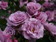 Девушка Цветы flowers, nature, wallpaper 511 обои рабочий стол