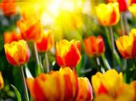 Девушка Цветы flowers, nature, wallpaper 5104 обои рабочий стол