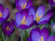Девушка Цветы flowers, nature, wallpaper 5182 обои рабочий стол