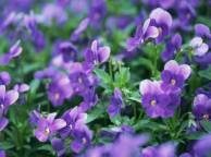 Девушка Цветы flowers, nature, wallpaper 5141 обои рабочий стол