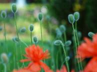 Девушка Цветы flowers, nature, wallpaper 338 обои рабочий стол