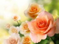 Девушка Цветы flowers, nature, wallpaper 227 обои рабочий стол