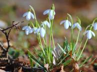 Девушка Цветы flowers, nature, wallpaper 521 обои рабочий стол