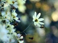 Девушка Цветы flowers, nature, wallpaper 5145 обои рабочий стол