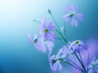 Девушка Цветы flowers, nature, wallpaper 39 обои рабочий стол