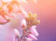 Девушка Цветы flowers, nature, wallpaper 247 обои рабочий стол