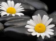 Девушка Цветы flowers, nature, wallpaper 5151 обои рабочий стол