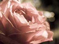Девушка Цветы flowers, nature, wallpaper 523 обои рабочий стол