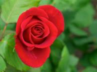 Девушка Цветы flowers, nature, wallpaper 383 обои рабочий стол