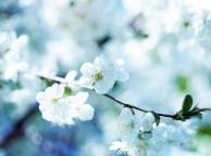 Девушка Цветы flowers, nature, wallpaper 5124 обои рабочий стол