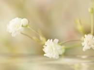 Девушка Цветы flowers, nature, wallpaper 235 обои рабочий стол