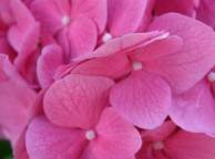 Девушка Цветы flowers, nature, wallpaper 5119 обои рабочий стол