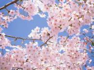 Девушка Цветы flowers, nature, wallpaper 599 обои рабочий стол