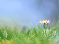 Девушка Цветы flowers, nature, wallpaper 233 обои рабочий стол
