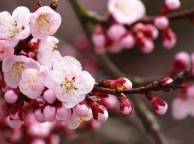 Девушка Цветы flowers, nature, wallpaper 587 обои рабочий стол