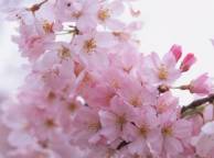 Девушка Цветы flowers, nature, wallpaper 5144 обои рабочий стол
