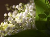 Девушка Цветы flowers, nature, wallpaper 5138 обои рабочий стол