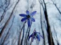 Девушка Цветы flowers, nature, wallpaper 5179 обои рабочий стол