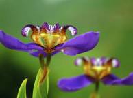 Девушка Цветы flowers, nature, wallpaper 5261 обои рабочий стол
