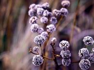 Девушка Цветы flowers, nature, wallpaper 345 обои рабочий стол