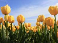 Девушка Цветы flowers, nature, wallpaper 453 обои рабочий стол