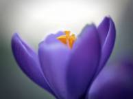 Девушка Цветы flowers, nature, wallpaper 280 обои рабочий стол