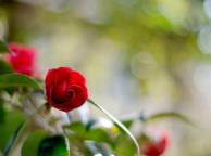 Девушка Цветы flowers, nature, wallpaper 4109 обои рабочий стол