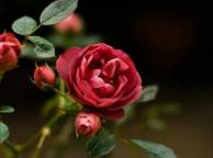 Девушка Цветы flowers, nature, wallpaper 237 обои рабочий стол