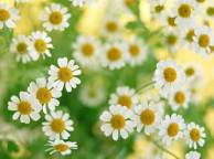 Девушка Цветы flowers, nature, wallpaper 5174 обои рабочий стол