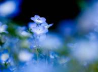 Девушка Цветы flowers, nature, wallpaper 5105 обои рабочий стол