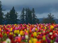 Девушка Цветы flowers, nature, wallpaper 29 обои рабочий стол