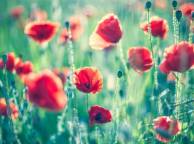 Девушка Цветы flowers, nature, wallpaper 492 обои рабочий стол
