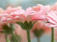 Девушка Цветы flowers, nature, wallpaper 24 обои рабочий стол