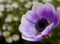 Девушка Цветы flowers, nature, wallpaper 430 обои рабочий стол