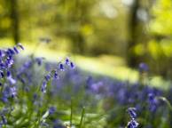 Девушка Цветы flowers, nature, wallpaper 4108 обои рабочий стол