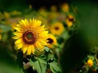 Девушка Цветы flowers, nature, wallpaper 495 обои рабочий стол