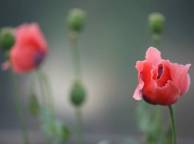 Девушка Цветы flowers, nature, wallpaper 518 обои рабочий стол