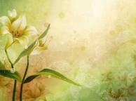 Девушка Цветы flowers, nature, wallpaper 368 обои рабочий стол
