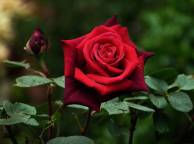 Девушка Цветы flowers, nature, wallpaper 220 обои рабочий стол
