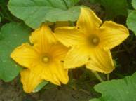 Девушка Цветы flowers, nature, wallpaper 257 обои рабочий стол