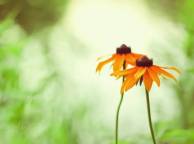 Девушка Цветы flowers, nature, wallpaper 334 обои рабочий стол