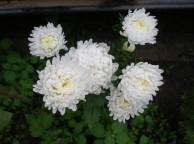 Девушка Цветы flowers, nature, wallpaper 4106 обои рабочий стол