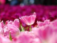 Девушка Цветы flowers, nature, wallpaper 365 обои рабочий стол
